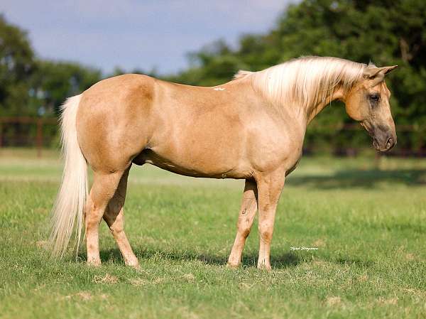 ridden-english-quarter-horse