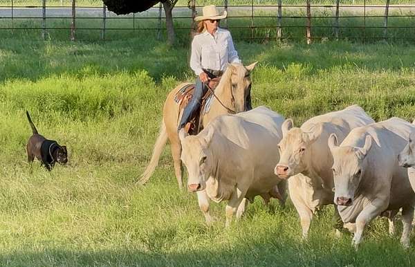 working-cattle-quarter-horse