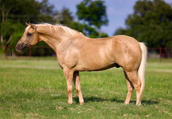 ridden-western-quarter-horse