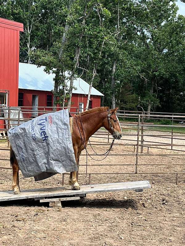 chuck-wagon-racing-haflinger-horse