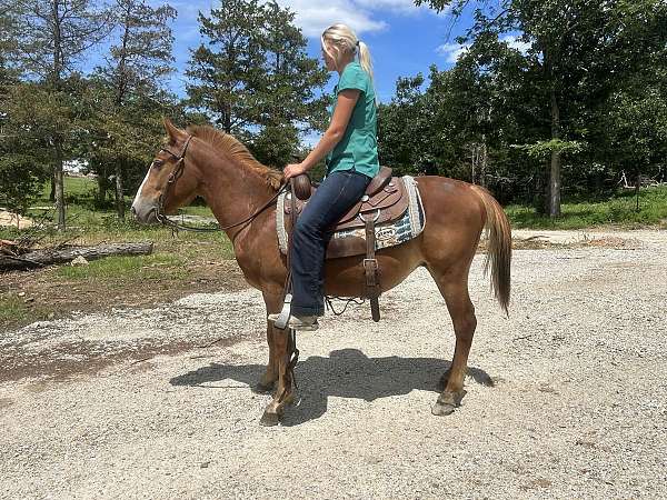 cut-haflinger-horse