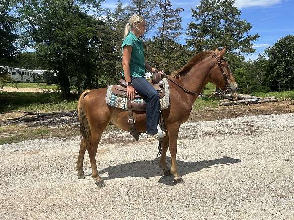 even-haflinger-horse