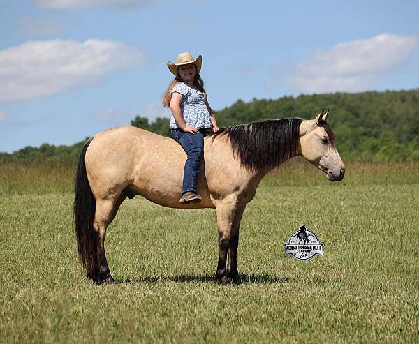 all-around-quarter-horse