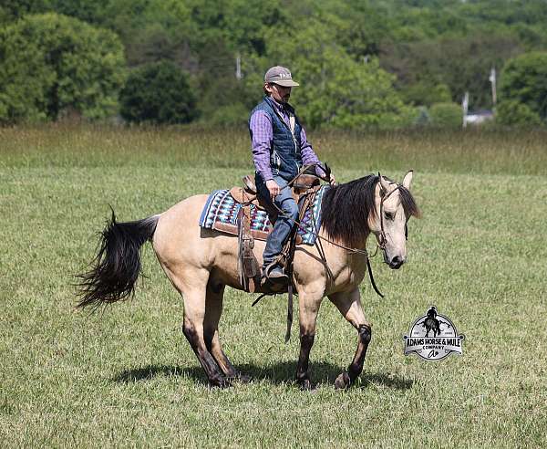 athletic-quarter-horse
