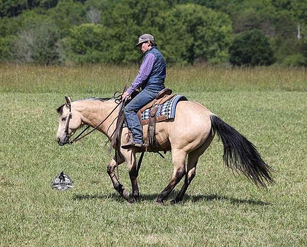 flashy-quarter-horse