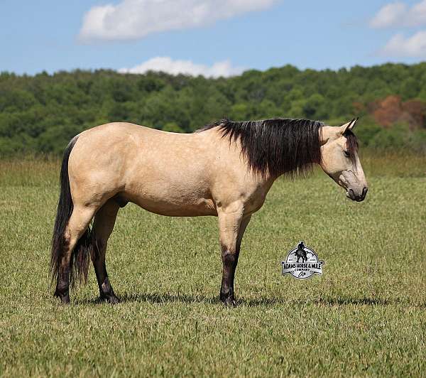 husband-safe-quarter-horse