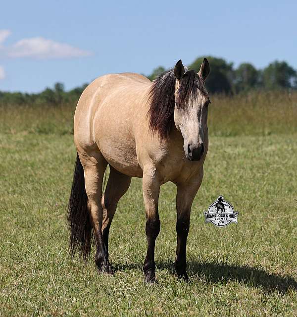 kid-safe-quarter-horse