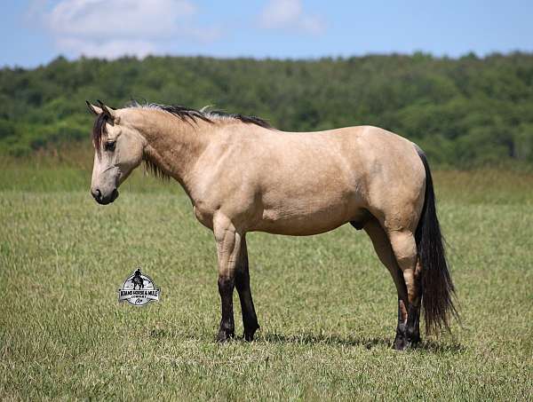performance-quarter-horse
