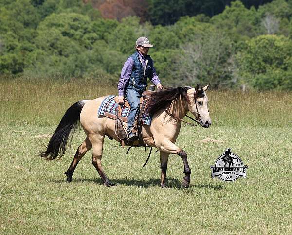 ranch-quarter-horse