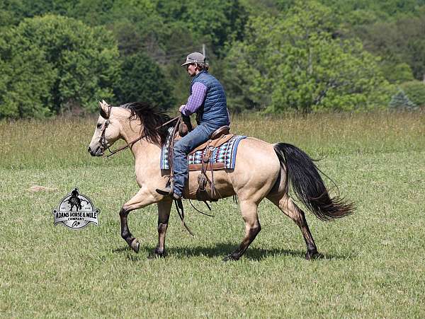 ranch-versatility-quarter-horse