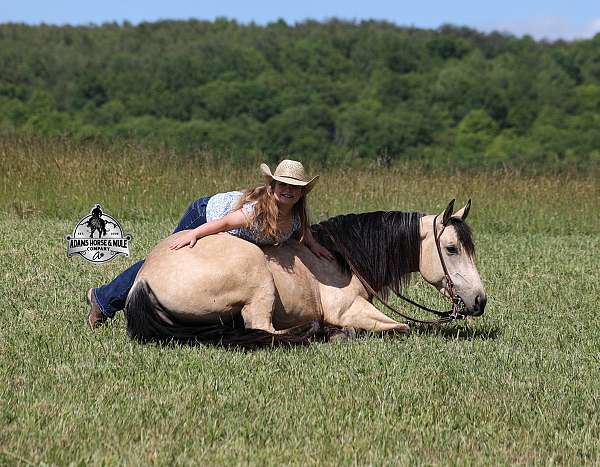 reining-quarter-horse