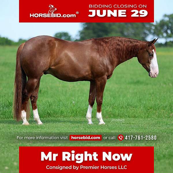 all-around-quarter-horse