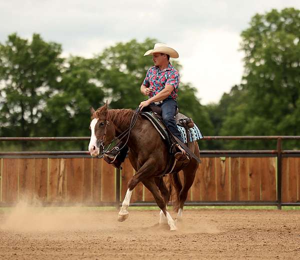 flashy-quarter-horse