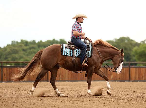 athletic-quarter-horse
