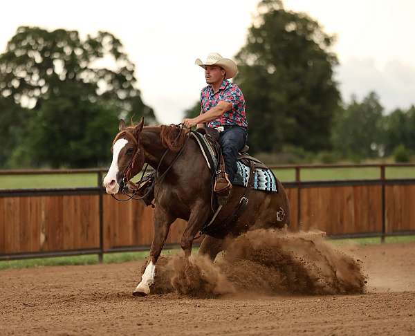 performance-quarter-horse
