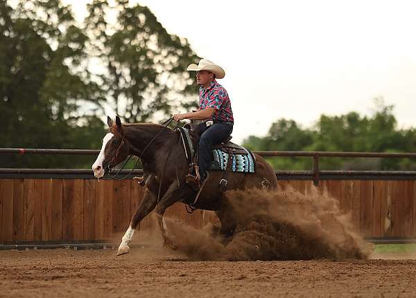 ranch-quarter-horse