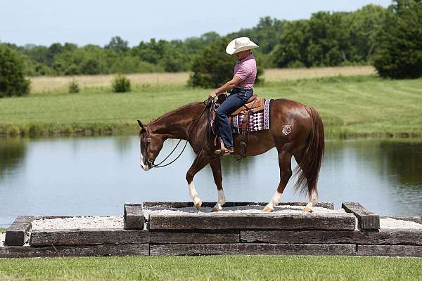 ranch-versatility-quarter-horse