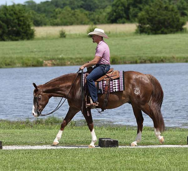 ranch-work-quarter-horse