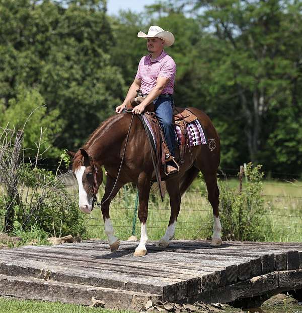 reining-quarter-horse