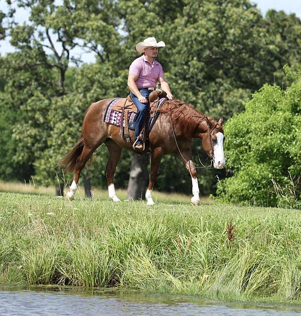 show-quarter-horse