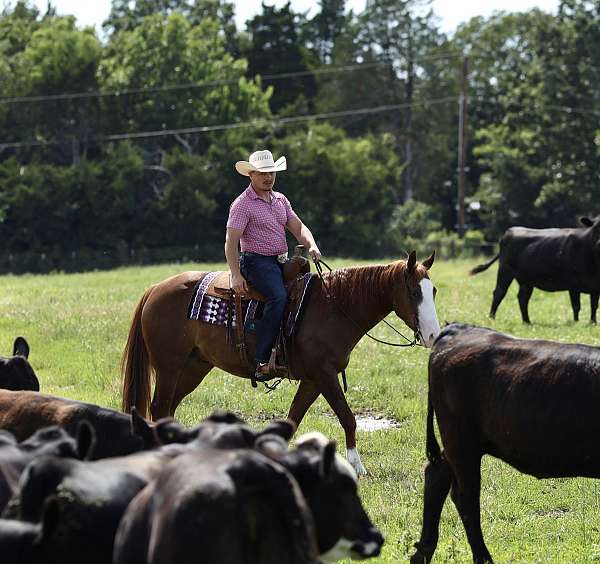 show-hack-quarter-horse