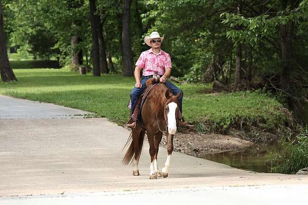 trail-quarter-horse