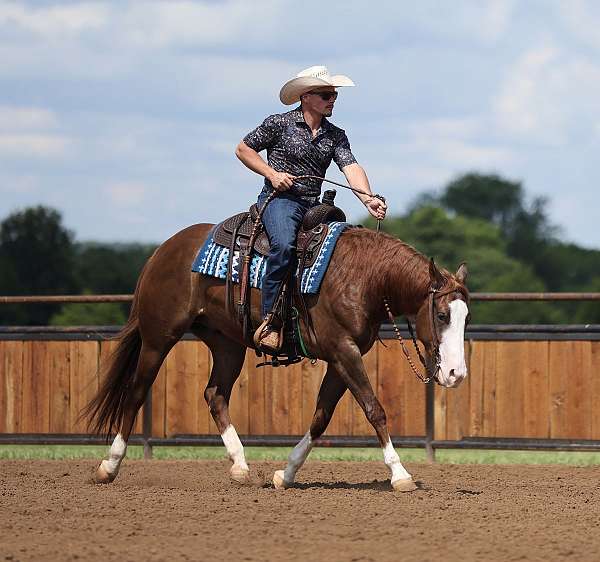 working-cattle-quarter-horse