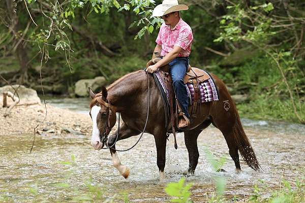 western-riding-quarter-horse