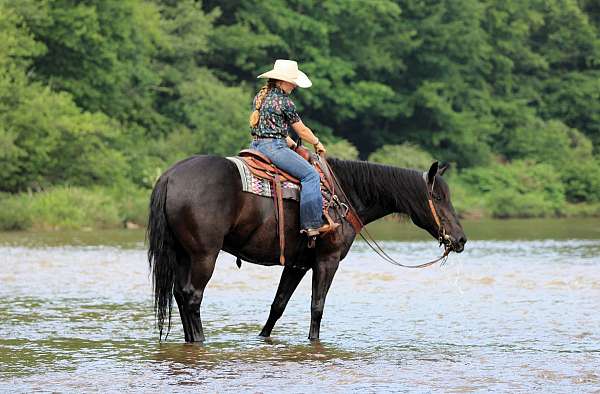 15-hand-draft-gelding