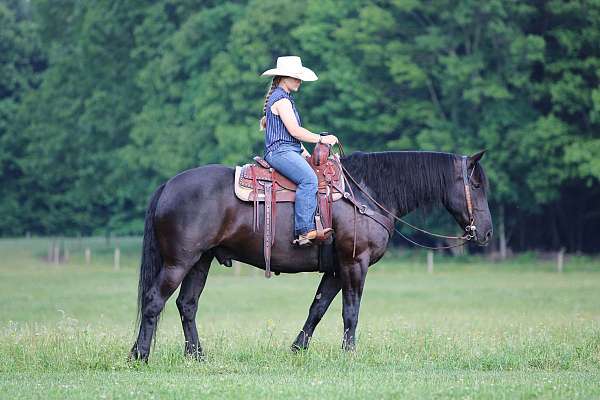 black-gelding-for-sale