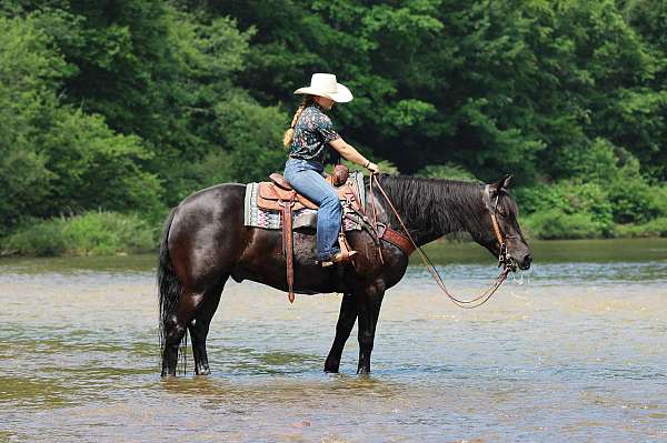 15-hand-draft-horse