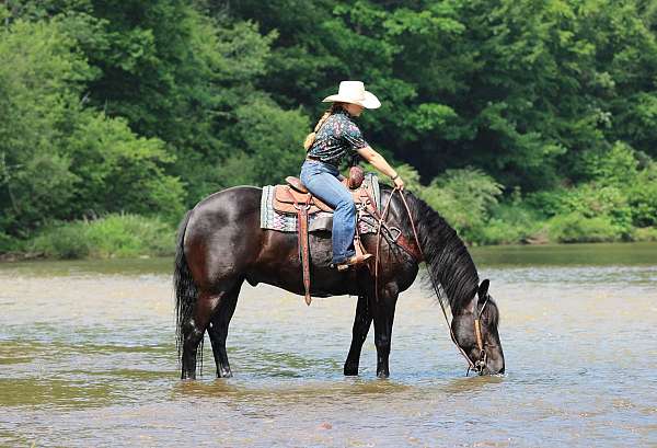 15-hand-black-horse