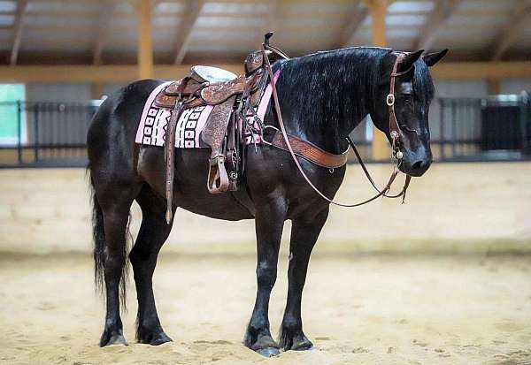 15-hand-gelding