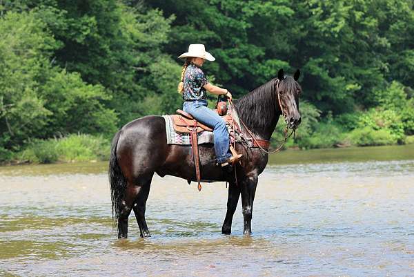 black-draft-horse