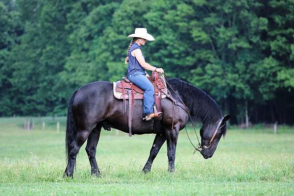 black-gelding
