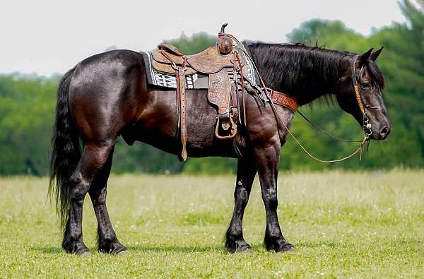 black-horse-for-sale
