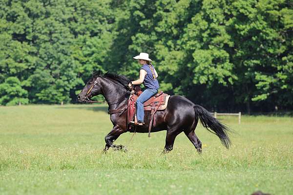 draft-gelding