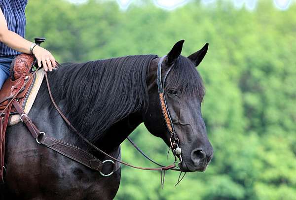 black-horse