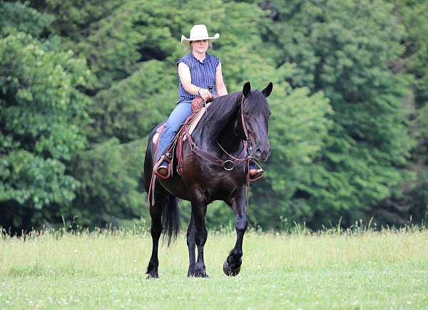 draft-horse-for-sale