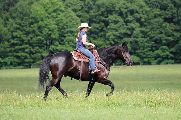 draft-horse