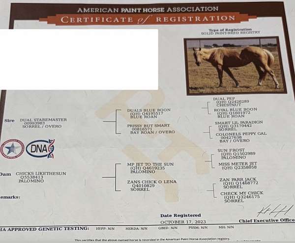 breeding-quarter-horse