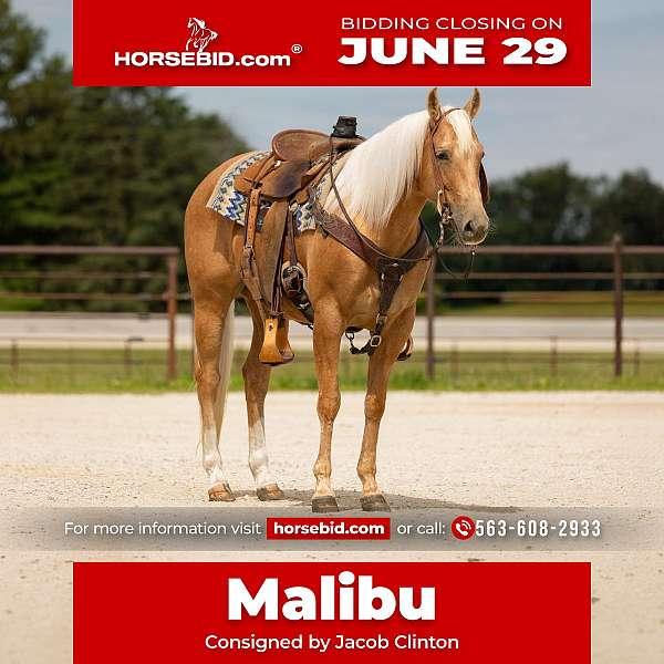 all-around-quarter-horse