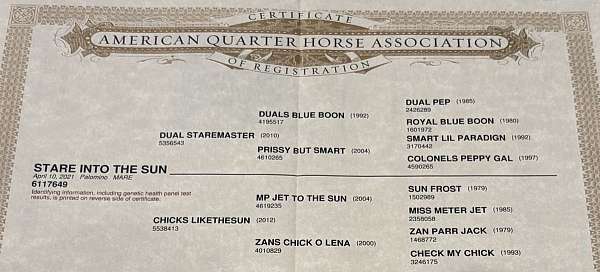 athletic-quarter-horse