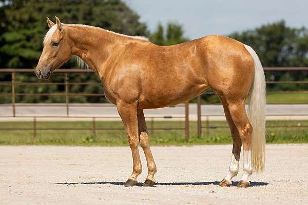 calf-roping-quarter-horse