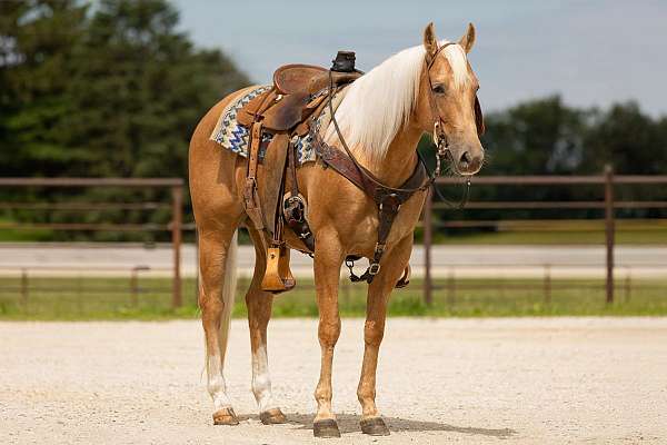 flashy-quarter-horse