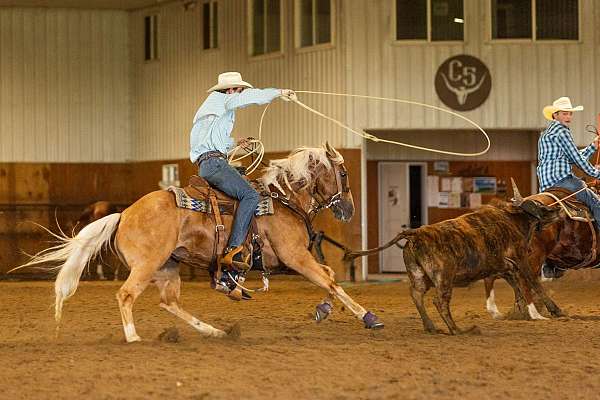 heel-quarter-horse