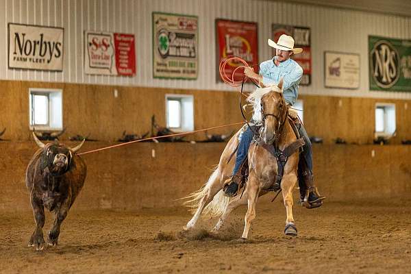 husband-safe-quarter-horse