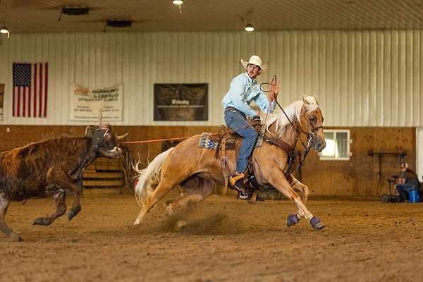 performance-quarter-horse