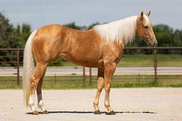 ranch-quarter-horse