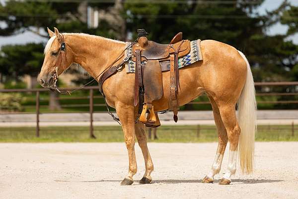 ranch-versatility-quarter-horse